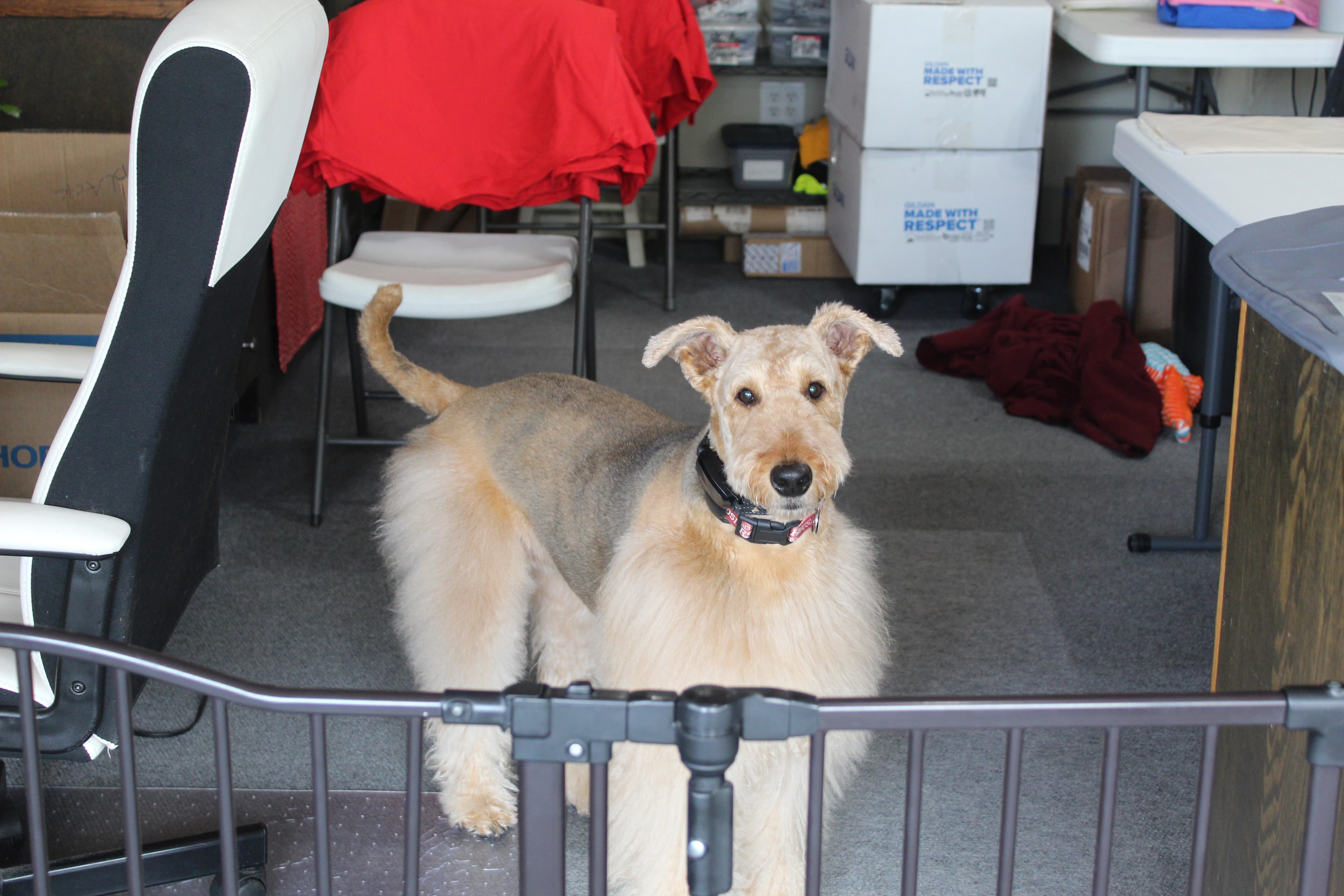 Good Sports shop dog
